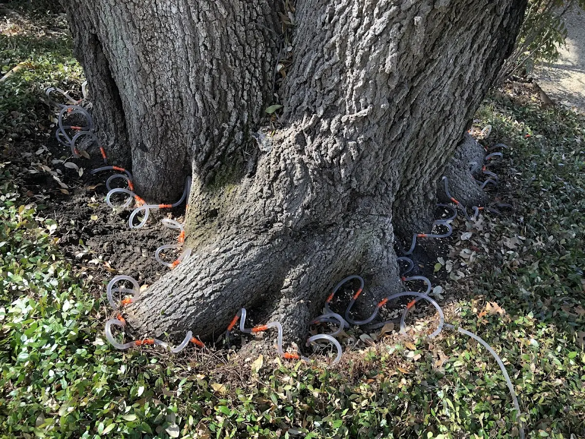 Detailed Tree Cabling and Bracing job site in Republic