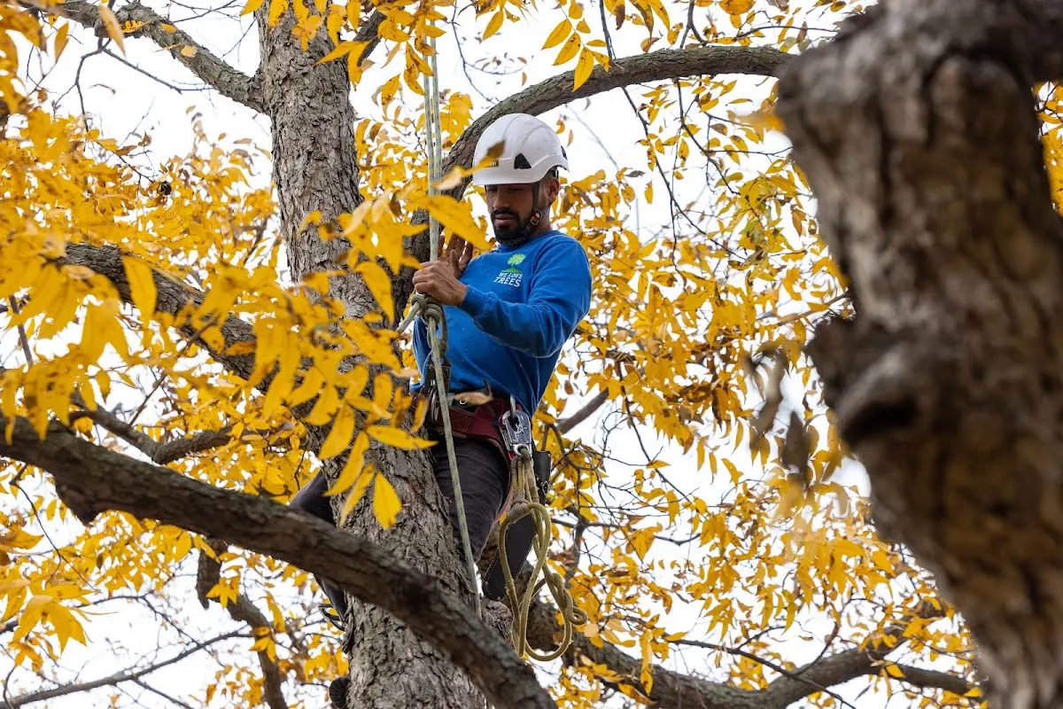 Skilled Tree Pruning crew working in Republic